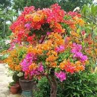 Mixed Ornamental Flower Seeds for Planting – Premium, Heirloom, Non-GMO, High Germination Seeds