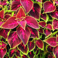 Coleus Flower Seeds for Planting | Heirloom Non-GMO Organic Garden Seeds, Pollinator Friendly, High Germination