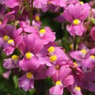 Nemesia Flower Seeds for Planting | Heirloom Non-GMO Organic Garden Seeds, Fragrant Blossoms, High Germination