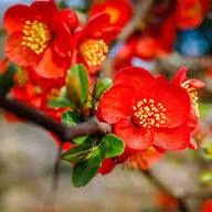 Chaenomeles Flower Seeds for Planting – Heirloom, Non-GMO, High Germination Organic Garden Seeds