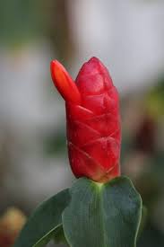 Red Button Ginger  for Planting - Cut Flower Favorite, Heirloom & GMO Free Seeds for Home Garden