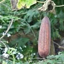 Cream Luffa flower seeds for planting - Heirloom & Non-GMO Garden Seeds