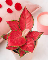 Red Aglaonema Seeds for Planting – Heirloom, Non-GMO, High Germination
