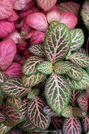 Fittonia Verschaffeltii Green Pink Seeds for Planting – Heirloom, Non-GMO, High Germination Organic Garden Seeds