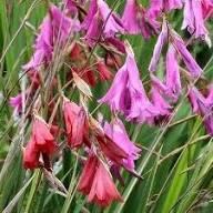 Dierama Flower Seeds for Planting – Heirloom, Non-GMO, Pollinator Friendly, High Germination Organic Garden Seeds