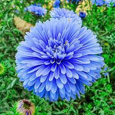 Blue Aster Flower Seeds for Planting – Heirloom Non-GMO High Germination Organic Garden Seeds
