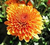 Chrysanthemum Flower Seeds for Planting | Heirloom Non-GMO Organic Garden Seeds, Bright Blooms, High Germination