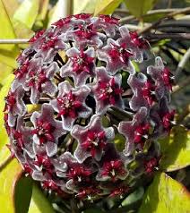 Wax Flower Seeds for Planting | Heirloom Non-GMO Organic Garden Seeds