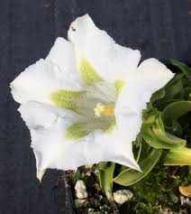 White Mirabilis Flower Seeds for Planting – Heirloom, Non-GMO, High Germination, Bright Blooms for Home Gardens