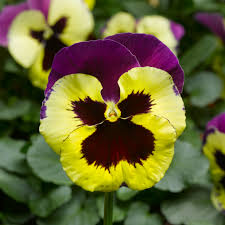 Dark Purple Yellow Pansy Flower Seeds for Planting – Heirloom, Non-GMO, Compact, High Germination