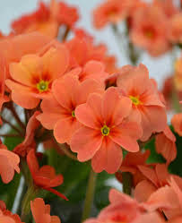 Orange Pink Primula Autumn Flower Seeds for Planting – Heirloom, Non-GMO, High Germination