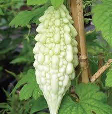 White Bitter Gourd Vegetable Seeds for Planting – Heirloom & Non-GMO Garden Seeds