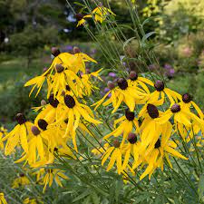 Flower Seeds, Seeds,Seeds For Planting,Plant Seeds