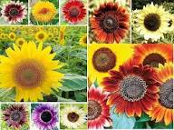 Heirloom Sunflower Seeds for Planting – Premium, Non-GMO, High Germination, Organic Garden Seeds