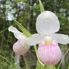 Lady's Slipper Flower seeds for Planting - Compact Growth, Heirloom & GMO Free Seeds for Home Garden