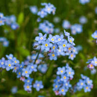 Blue Myosotis Alpestris Flower Seeds for Planting – Heirloom Non-GMO High Germination Organic Garden Seeds