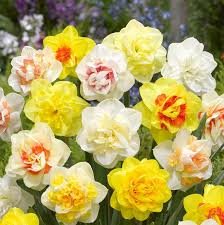 Mixed Double Petal Narcissus Daffodil Seeds for Planting – Heirloom, Non-GMO, High Germination Organic Garden Seeds