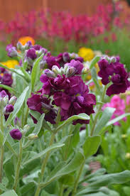 Burgundy Matthiola Flower Seeds for Planting – Heirloom, Non-GMO, Pollinator Friendly, High Germination