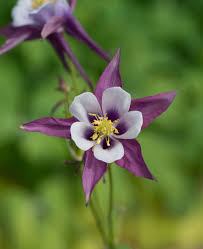 Purple White Aquilegia Flower Seeds for Planting – Low Maintenance Heirloom Non-GMO High Germination Garden Seeds