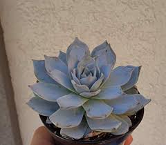 Sky Blue Succulent Flower Seeds for Planting – Heirloom, Non-GMO, High Germination Organic Garden Seeds