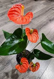 Anthurium Flower Seeds for Planting Orange Green – Compact Growth, Heirloom, Non-GMO, High Germination Organic Garden Seeds
