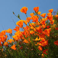 Cali Flower Seeds for Planting – Premium Quality Heirloom Non-GMO High Germination Organic Garden Seeds