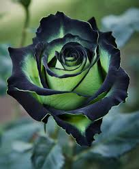 Green Black Rose Flower Seeds for Planting – Shade Tolerant, Heirloom, Non-GMO, High Germination Organic Garden Seeds