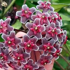 Dark Red Hoya Carnosa Flower Seeds for Planting – Fragrant Heirloom, Non-GMO Organic Garden Seeds