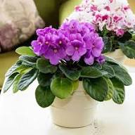 African Violets Flower Seeds for Planting | Heirloom Non-GMO Organic Garden Seeds, Cut Flower Favorite, High Germination