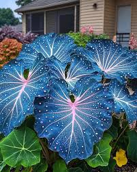 Sky Blue Caladium Flower Seeds for Planting – Heirloom, Non-GMO, High Germination Organic Garden Seeds