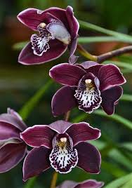Cymbidium Flower Seeds for Planting – Heirloom, Non-GMO, High Germination Garden Seeds