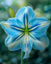 Light Blue Amaryllis Flower Seeds for Planting | Heirloom Non-GMO High Germination Organic Garden Seeds