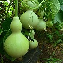 Calabash Vegetable Seeds for Planting – Heirloom Non-GMO Organic Garden Seeds – Gourd Plant Ideal for Containers