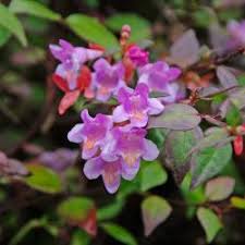 Lavender Abelia Flower Seeds for Planting – Heirloom, Non-GMO, High Germination Organic Garden Seeds