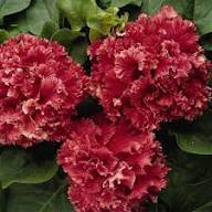 Double Pelleted Petunia Flower Seeds for Planting - Heirloom, Non-GMO, High Germination Organic Garden Seeds