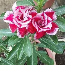 Red White Adenium Obesum Flower Seeds for Planting – Heirloom, Non-GMO, Premium Quality, High Germination Garden Seeds