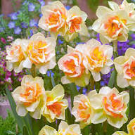 Cream Orange Daffodil Flower Seeds for Planting – Heirloom, Non-GMO, High Germination Organic Garden Seeds
