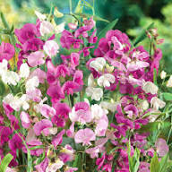 Everlasting Pea Flower Seeds for Planting – Heirloom, Non-GMO, High Germination Organic Garden Seeds