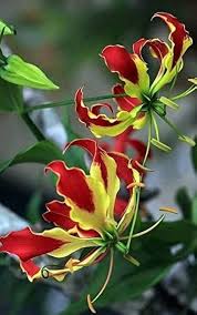 Pardancanda Flower Seeds for Planting – Heirloom, Non-GMO, Low Maintenance, High Germination