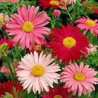 Leucanthemum Shasta Flower seeds for Planting – Seasonal Bloomer, Heirloom &amp; GMO Free Seeds, High Germination
