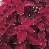 Velvet Coleus Jazz Flower Seeds for Planting – Heirloom Non-GMO High Germination Organic Garden Seeds