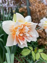 Light Yellow Red Double Petals Pink Daffodil Seeds for Planting – Fragrant Blossoms, Heirloom, Non-GMO, High Germination Organic Garden Seeds