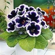 Violet White Gloxinia Flower Seeds for Planting – Sun Loving, Heirloom, Non-GMO, High Germination