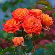 Yellow Orange Rose Flower Seeds for Planting | Heirloom Non-GMO Organic Garden Seeds, Perfect for Borders, High Germination