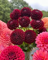 Dark Maroon Dahlia Flower Seeds for Planting – Heirloom, Non-GMO, High Germination Organic Garden Seeds