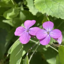 Honesty Flower Seeds for Planting – Heirloom, Non-GMO, High Germination Organic Garden Seeds