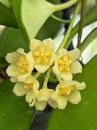 Yellow Hoya Carnosa Flower Seeds for Planting – Heirloom Non-GMO Organic Garden Seeds