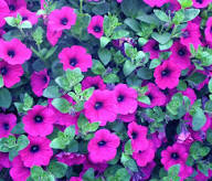 Mixed Laura Flower Seeds – Heirloom Non-GMO, High Germination Organic Garden Seeds for Colorful Borders &amp; Seasonal Planting