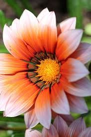 White Orange Gazania Flower Seeds for Planting | Heirloom Non-GMO High Germination Organic Garden Seeds