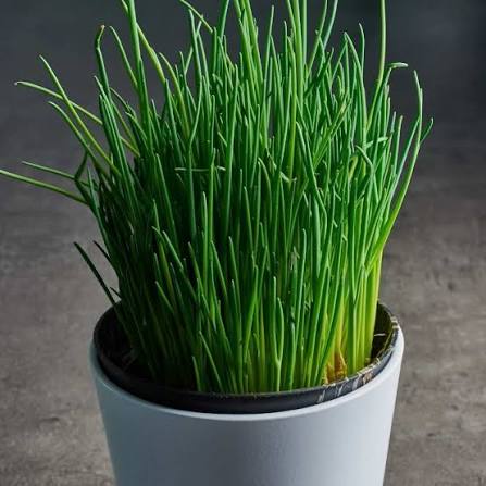 Chives Common Seeds 